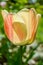 Beautiful yellow and red striped tulip