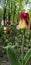 A beautiful yellow-red tulip in the foreground on the boulevard and red and white in the background in defocus, blurry. Vertical