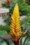 Beautiful yellow and red upright flower of Vriesea Christiane