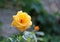 beautiful yellow rose with blurred background