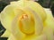 Beautiful yellow rose with a delicate pink tint on the petals close-up