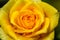 Beautiful yellow rose flower with dews closeup in macro