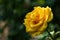 Beautiful yellow rose flower in summer garden