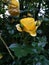 Beautiful yellow rose with glossy green leaves on a bush branch