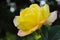 Beautiful Yellow Rose Over Blurry Background. Beautiful Botanical Beauty Background.
