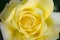 A beautiful yellow rose photograph taken from above