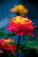 Beautiful yellow rose with pink edge petals on blurred background.