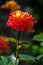 Beautiful yellow rose with pink edge petals on blurred background.