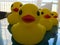 Beautiful yellow rubber bathtub toy ducks swim on a blue water background