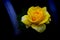 Beautiful yellow shrub rose against dark background