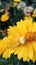 Beautiful yellow spider standing on an orange flower