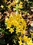 Beautiful yellow spike flower blooming in garden.