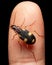 Beautiful Yellow spotted ground beetle on finger