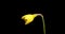 Beautiful yellow spring daffodil time-lapse on black background