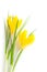 Beautiful Yellow Spring Flowers isolated / Crocus