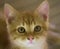 Beautiful Yellow Striped Tabby Cat Kitten Closeup Digitally Painted