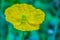 Beautiful yellow Stylophorum diphyllum (celandine-poppy, wood po