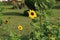 Beautiful Yellow Sunflower in Bangladesh. This image captured by me from Rangpur Jamidar Bari Flower Garden