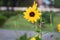 Beautiful Yellow Sunflower in Bangladesh. This image captured by me from Rangpur Jamidar Bari Flower Garden