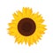 Beautiful yellow Sunflower bloom vector illustration