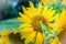 Beautiful yellow sunflower with bumble bee. Sunflowers (Helianthus annuus) is an annual plant with a large daisy-like flower face