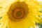 Beautiful yellow sunflower flower - Heliantheae in a spring field