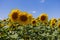 Beautiful yellow sunflower flower - Heliantheae in a spring field