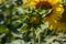 Beautiful yellow sunflower flower - Heliantheae in a spring field