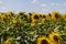 Beautiful yellow sunflower flower - Heliantheae in a spring field