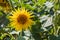 Beautiful yellow sunflower flower - Heliantheae in a spring field