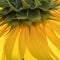 Beautiful yellow sunflower macro close up square