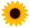 Beautiful yellow Sunflower. Vector