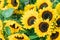 Beautiful yellow sunflowers with green leaves, these colors are absolutely stunning and tell us that we must protect nature and