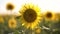 Beautiful yellow sunflowers in a summer field. orange sunflower field