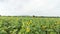 Beautiful yellow sunflowers swaying in the wind Against the background of clouds