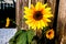 Beautiful Yellow Sunflowers and the Wooden fence