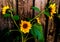 Beautiful Yellow Sunflowers and the Wooden fence