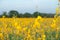 beautiful yellow sunhemp flower in nature background. Crotalaria juncea