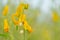 Beautiful yellow sunhemp flower in nature background. Crotalaria juncea