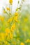 Beautiful yellow sunhemp flower in nature background. Crotalaria juncea