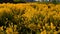 Beautiful yellow swaying field of flowers under the evening sun