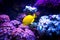 Beautiful yellow tang fish