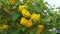 Beautiful yellow tecoma stans flower tree