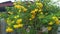 Beautiful yellow tecoma stans flower tree