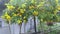 Beautiful yellow tecoma stans flower tree