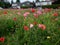 Beautiful yellow tidytips, orange California and Iceland poppies wildflowers meadow