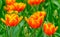 Beautiful yellow tipped orange tulips