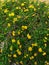 beautiful yellow trailing lantana backdrop