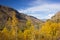 Beautiful yellow trees in Canada in fall