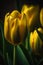 A beautiful yellow tulip background with a golden princess andro